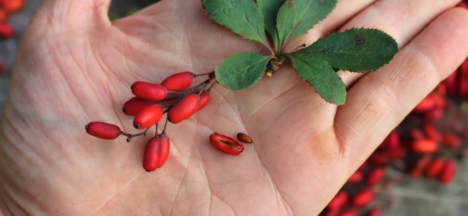 Barberry: when to pick berries