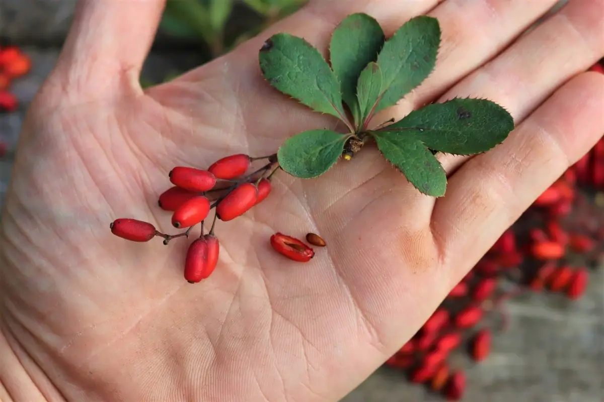 Barberry: when to pick berries