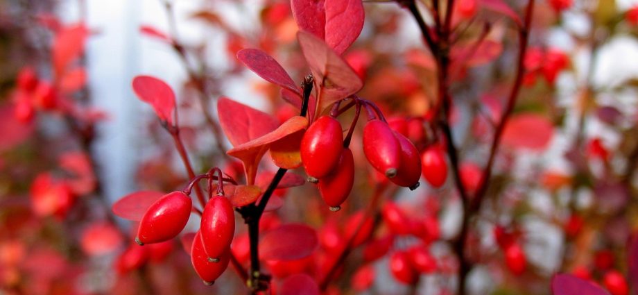 Barberry wine