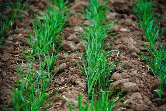 Barley as green manure: advantages and disadvantages