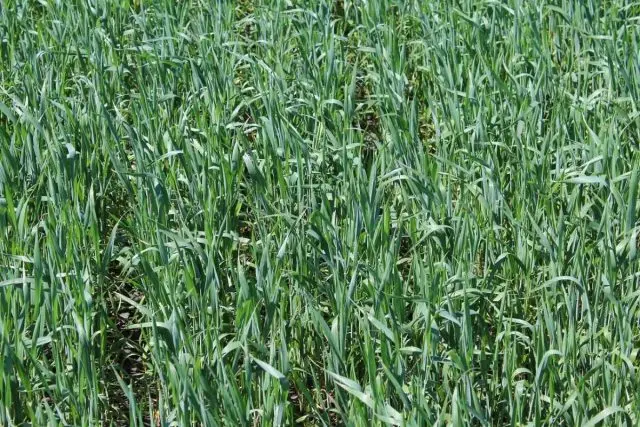 Barley as green manure: advantages and disadvantages