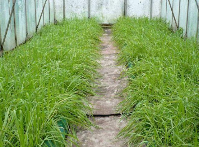 Barley as green manure: advantages and disadvantages