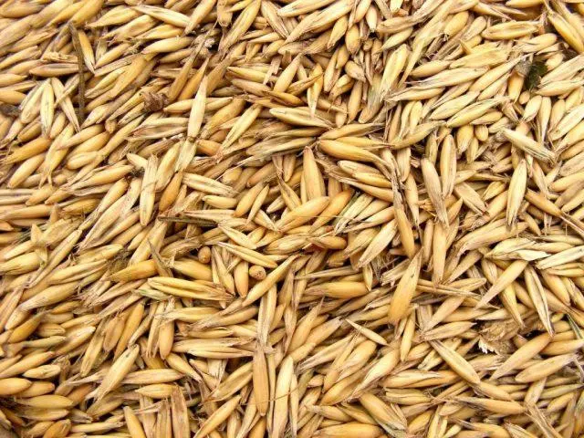 Barley as green manure: advantages and disadvantages