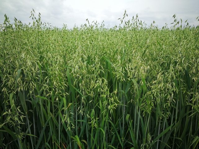 Barley as green manure: advantages and disadvantages