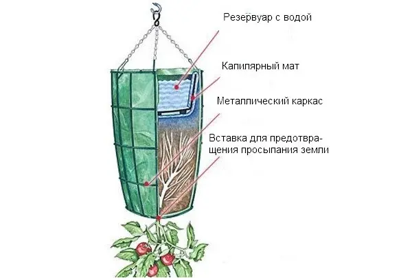 Barrel Tomatoes: Benefits, Growing and Care