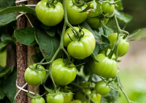 Barrel Tomatoes: Benefits, Growing and Care