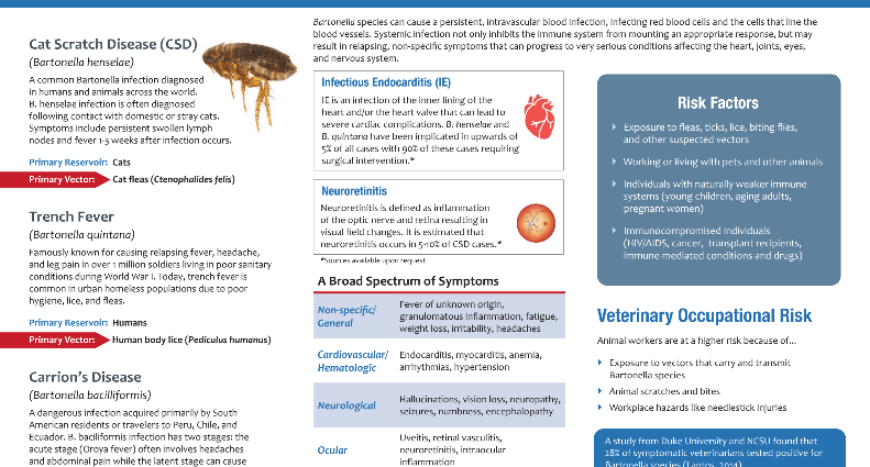 Bartonella &#8211; symptoms, diagnosis, treatment. Why are Bartonella bacteria dangerous?