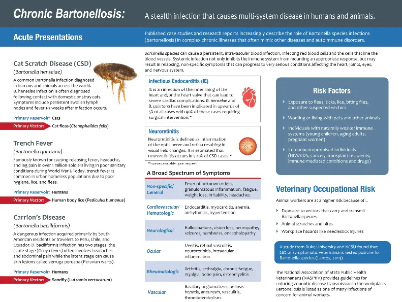 Bartonella &#8211; symptoms, diagnosis, treatment. Why are Bartonella bacteria dangerous?