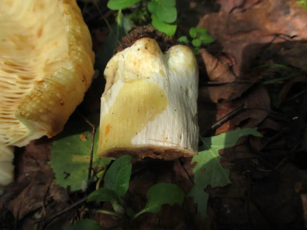 Basement (Russula subfoetens) photo and description