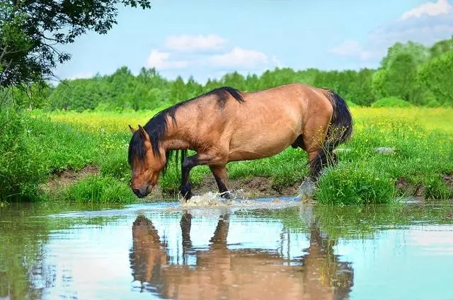 Bashkir breed of horses