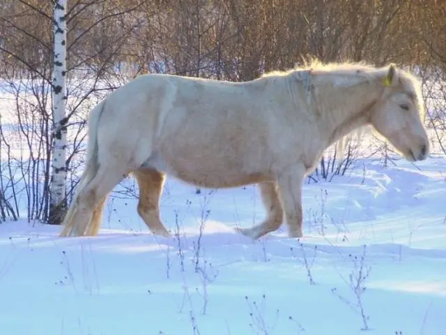 Bashkir breed of horses