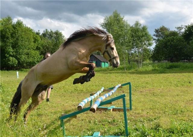 Bashkir breed of horses