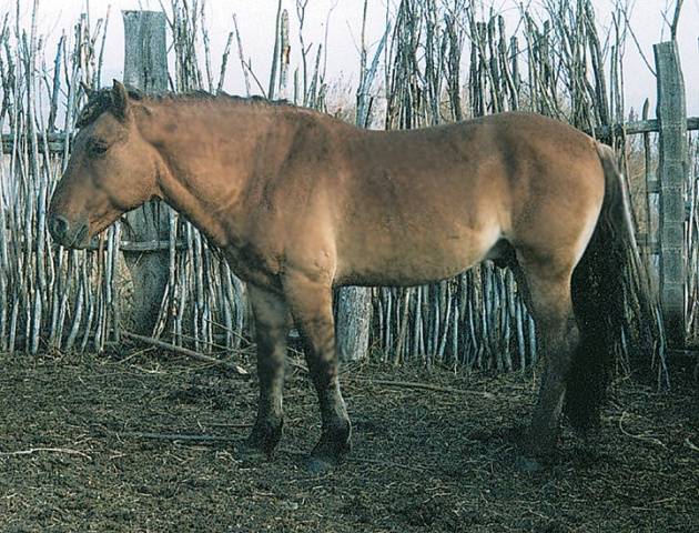 Bashkir breed of horses