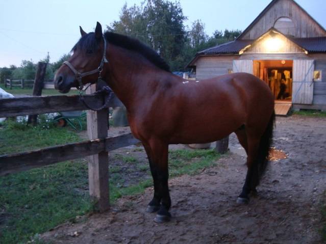 Bashkir breed of horses