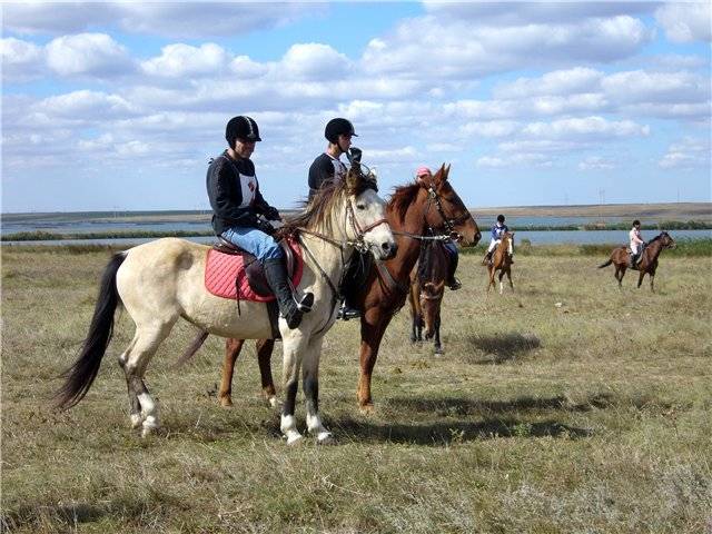 Bashkir breed of horses