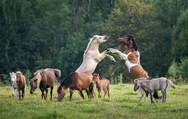 Bashkir breed of horses