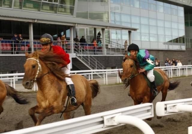 Bashkir breed of horses