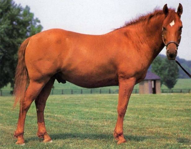 Bashkir breed of horses