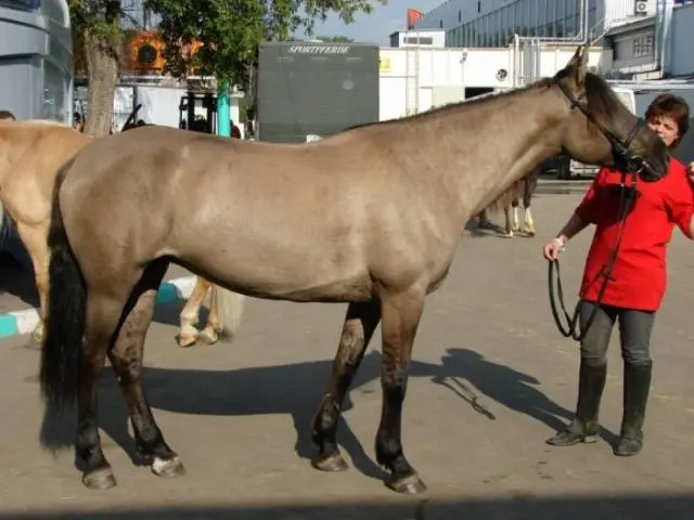 Bashkir breed of horses