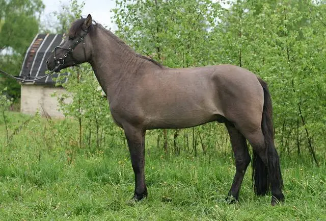 Bashkir breed of horses