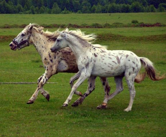 Bashkir breed of horses