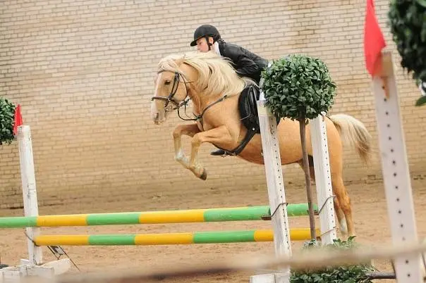 Bashkir breed of horses