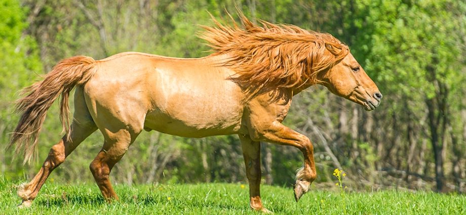 Bashkir breed of horses