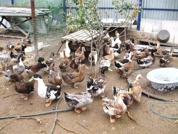 Bashkir ducks: breeding at home 