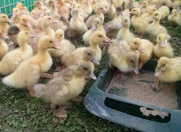 Bashkir ducks: breeding at home 