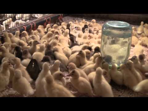 Bashkir ducks: breeding at home 