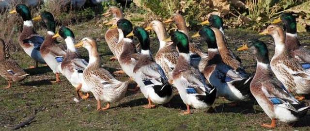 Bashkir ducks: breeding at home 