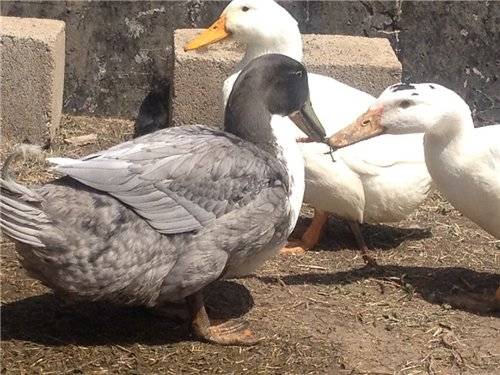 Bashkir ducks: breeding at home 