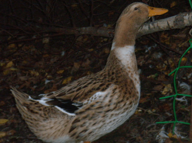 Bashkir ducks: breeding at home 