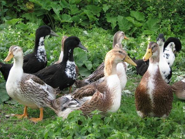 Bashkir ducks: breeding at home 