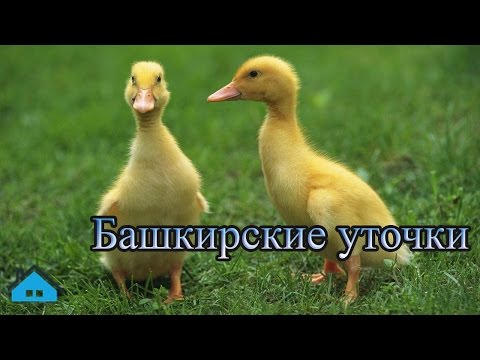 Bashkir ducks: breeding at home 