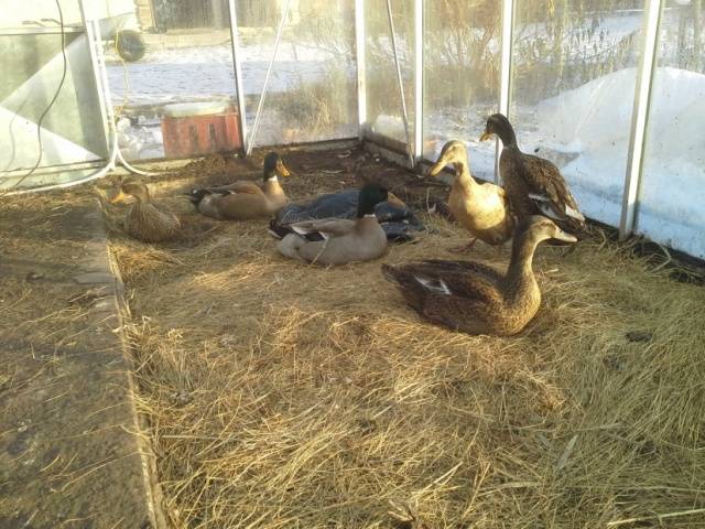 Bashkir ducks: breeding at home 