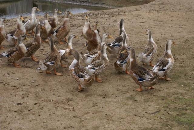 Bashkir ducks: breeding at home 