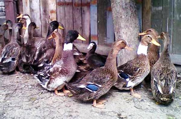 Bashkir ducks: breeding at home 