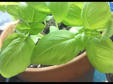 Basil: growing from seeds and planting in the ground