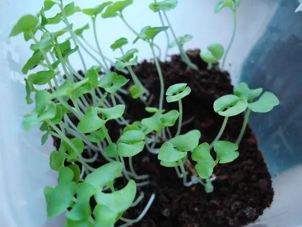 Basil: growing from seeds and planting in the ground