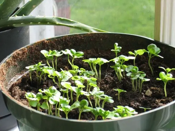 Basil: growing from seeds and planting in the ground