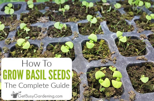 Basil: growing from seeds and planting in the ground