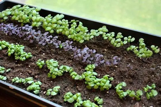 Basil: growing from seeds for seedlings at home