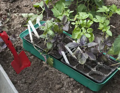 Basil: growing from seeds for seedlings at home