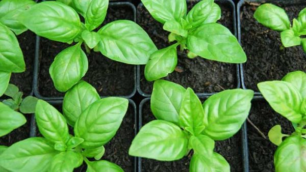 Basil: growing from seeds for seedlings at home