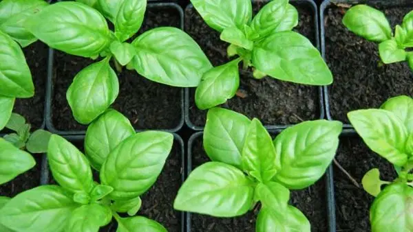 Basil: growing from seeds for seedlings at home