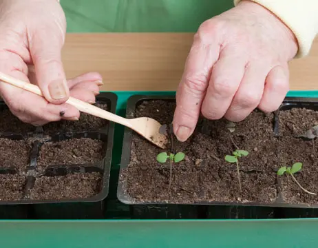 Basil: growing from seeds for seedlings at home