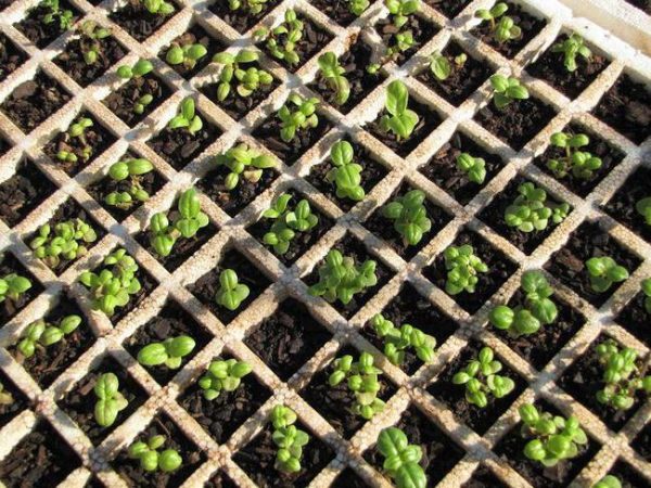 Basil: growing from seeds for seedlings at home