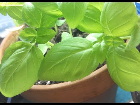 Basil on the windowsill: the secrets of growing a useful plant