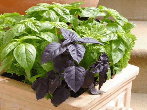 Basil on the windowsill: the secrets of growing a useful plant